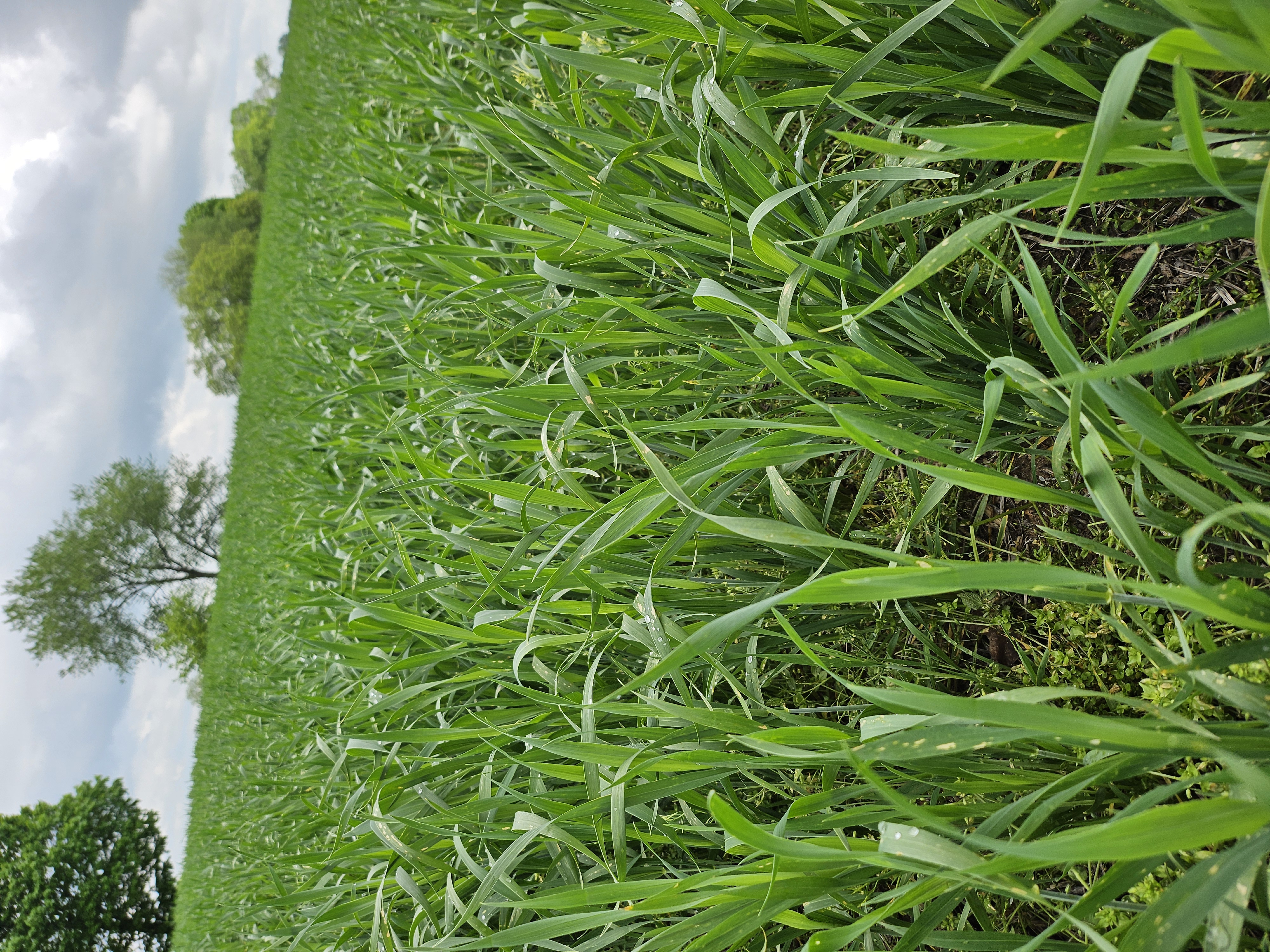 Katie Derks WW 5 13 25.jpg